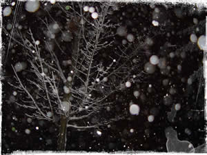 Snowy Tree